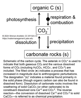 schematic of the carbon cycle