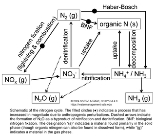 schematic of the nitrogen cycle