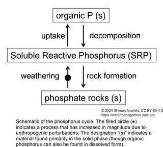 schematic of the phosphorus cycle