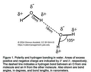 water molecules